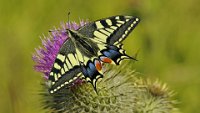 364 - SWALLOWTAIL AND THISTLE - SMITH GEOFF - united kingdom <div